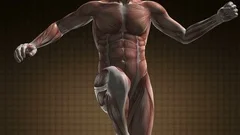 human muscular system scan