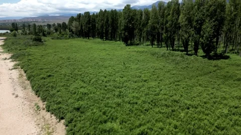 076 Video stock 246089253