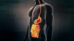 Human Anatomy scan showing the male Gut. Digestive System