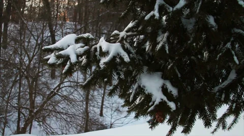 0764 Fresh Snow on Pin Tree at Sunset Stock Footage 35771356