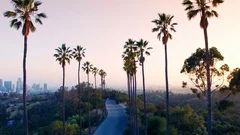 Aerial drone between palm trees in Los Angeles