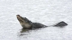 alligator mating call