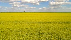 Aerial shot. Flying over Field of bright yellow rapeseed