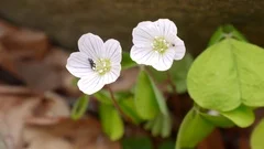 Flowers and leaves of common wood sorrel (Oxalis acetosella).