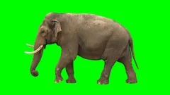 Indian elephant slowly walking seamlessly looped on green screen