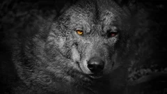 Wolf Growls With Fiery Eyes Abstract