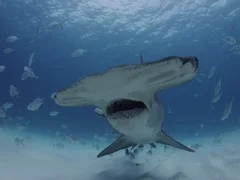 Great Hammerhead Shark swims straught to and past camera