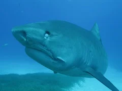Tiger shark swims to camera and nictitating membrane covers eye