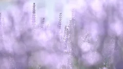 Stems with lavender flowers sway in the wind