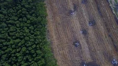 Deforestation aerial view