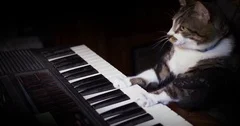 Funny Cat Plays a Keyboard, Organ or Piano