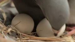 homing pigeon hatching in home nest