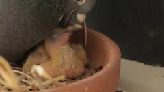 homing pigeon feeding hatch in home nest
