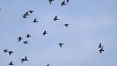 Flying flock of Pigeons. Migration of Big Birds flying into Formation. Slow moti