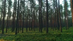 Beautiful forest trees trunks green grass gleaming shining sunset woods backward