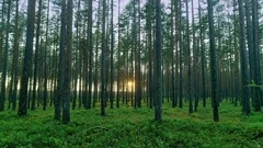 Beautiful nature forest trees trunks green grass flickering sun woods sunset