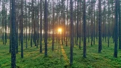 Beautiful forest trees trunks green grass moss shining sunlight forward motion