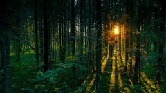 Pristine forest green trees shining yellow sun lateral nature deep woods sunset