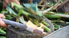 Male farmer begins chopping cornstalks for animal feed