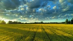 Nature forward drone blooming canola oilseed yellow field clouds blue sky sunset