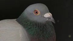 close up face of homing pigeon bird