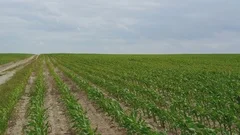 Green cornstalks waving from the wind on the fields in 4K