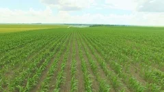 Aerial view of green cornfields in 4K
