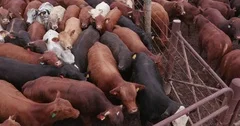 Tilt up shot of a large group of cattle in a feedlot