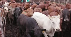 Large group of cattle being herded in a feedlot