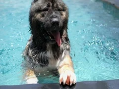 Giant Leonberger Dog Swimming at Public Pool