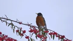 American Robin Songbird on Red Berry Tree in Wild Forest at Winter Day - 02