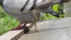 internal parasite of homing pigeon bird