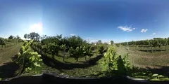 Vineyard, 360° video, stock video