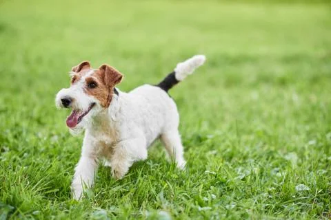 Young wire fox terrier dog running happily outdoors copyspace nature ...