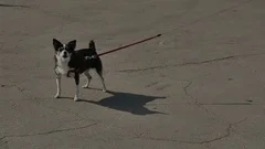 Small dog barks closely at camera for sometime in sunlight HD