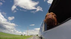 hilarious dog mastiff jowls flapping in the wind car ride gopro 4k