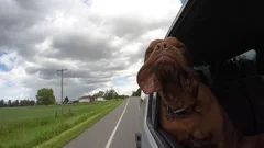 adventurous french mastiff jowls flapping car ride 4 gopro