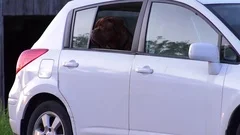 dog looking out car window dogue de bordeaux mastiff 4k