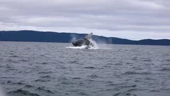 Humpback Whale Jumping