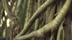 MACRO CLOSE UP Woody jungle vines & roots on ancient tree in primeval rainforest