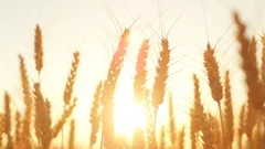 CLOSE UP: Golden sun setting behind yellow wheat field in idyllic countryside