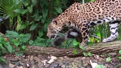 A beautiful jaguar walks through a river in the jungle.