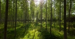 Dense summer forest at sunrise in the English countryside