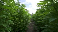 Walking through Rows of Marijuana Plants Cannabis