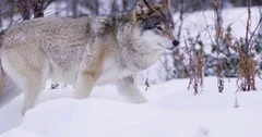 Magnificent wolf at a distance in beautiful winter forest