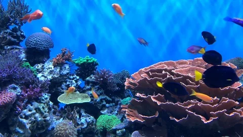 08 16 19 4K HD Video Coral Reef 1 Stock Footage 118421508