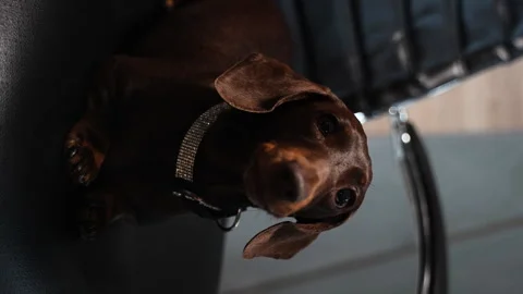 08 Dachshund looking at the camera on a chair Stock Footage 221119358