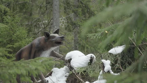 08 Dec 2024, Bukovel, Ukraine. Moving artificial wolf sculpture Stock Footage 294880856