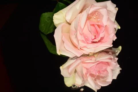 080-rose on the mirror Foto stock