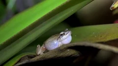 Night singing (mating calls) of common Сoqui frogs. Big island, Hawaii, USA